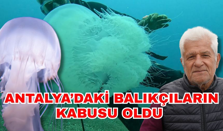 Antalya’daki balıkçıların kabusu oldu