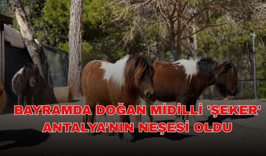Bayramda doğan midilli 'Şeker' Antalya’nın neşesi oldu