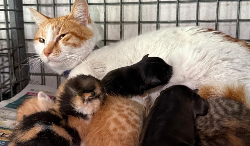 Kediden hayat dersi: Annesi ölen yavru köpeklere annelik yapıyor