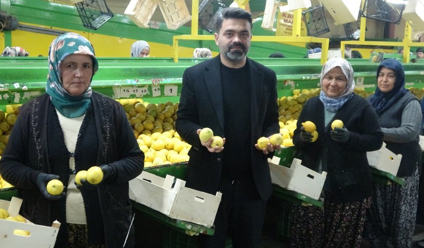 Mersin’de limon hasatında kadınların yoğun mesaisi