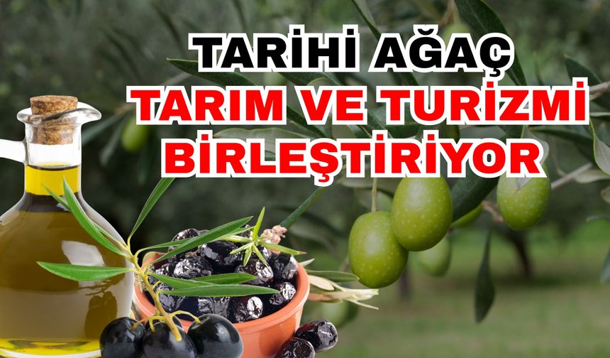 Tarihi ağaç, tarım ve turizmi birleştiriyor! Antalya’nın yeni markası; Oleo Turizm