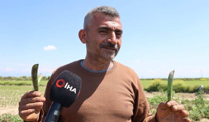 Adana’da Kozan bezelyesi hamsiye benzetildi