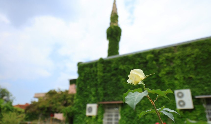Botanik bahçeyi andıran cami, yeniden sarmaşıklarına kavuştu