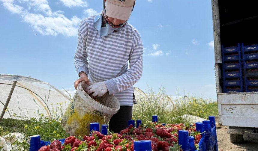 Tarla ile market rafları arasındaki farka üretici bile inanamıyor