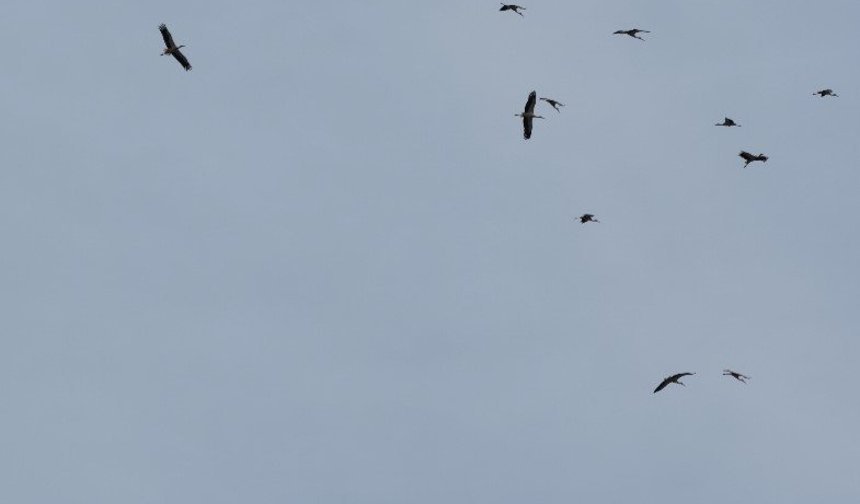 Kozan semalarında leyleklerin göç yolculuğu mest etti