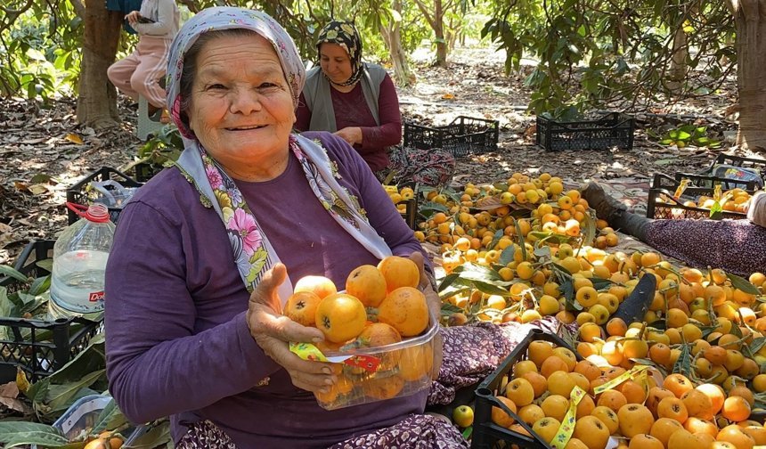 'Sarı altın' yenidünyada hasat başladı