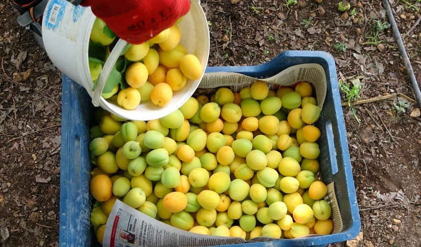 Örtü altında turfanda kayısı hasadı başladı
