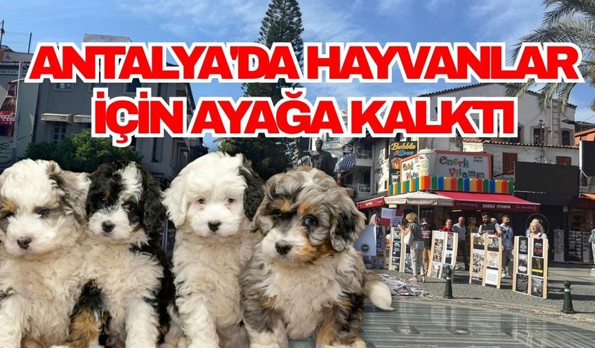 Antalya'da hayvanlar için ayağa kalktı