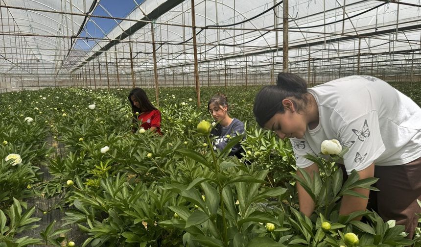 Antalya’da tanesi 150 TL'den satılıyor, Türkiye'nin 81 iline gönderiliyor