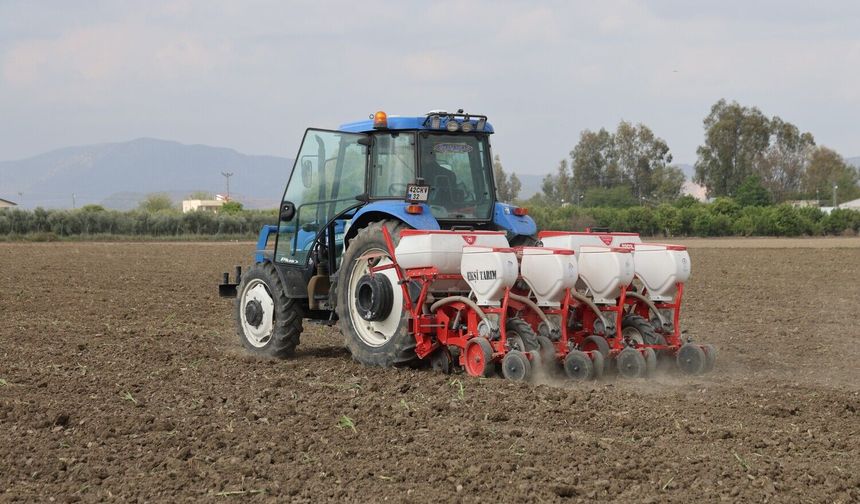 Çukurova'da arazilerini dolu vuran üretici mısırı söküp ayçiçeğine yöneldi