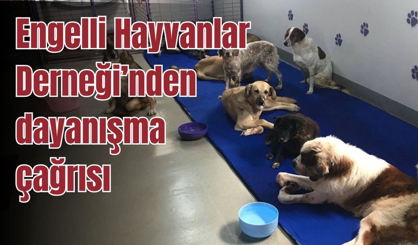Engelli Hayvanlar Derneği’nden dayanışma çağrısı