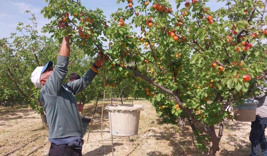 Kayısı hasadı başladı, üretici verimden memnun