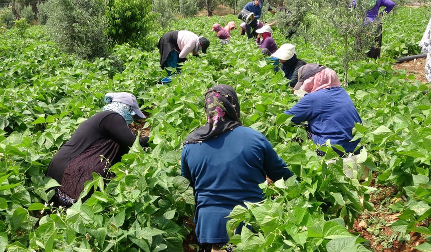 Turfanda 'sarıkız' hasadı başladı