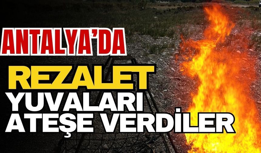 Antalya’da rezalet! Yuvaları ateşe verdiler