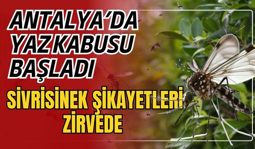 Antalya’da yaz kabusu başladı! Sivrisinek şikayetleri zirvede