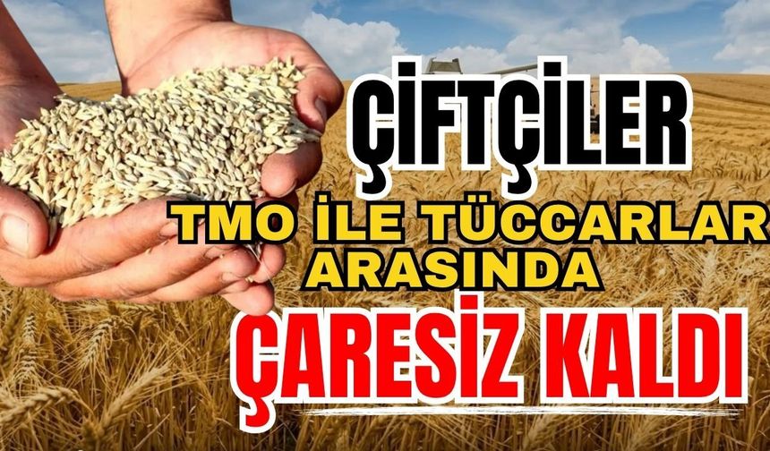 Çiftçiler TMO ile tüccarlar arasında çaresiz kaldı