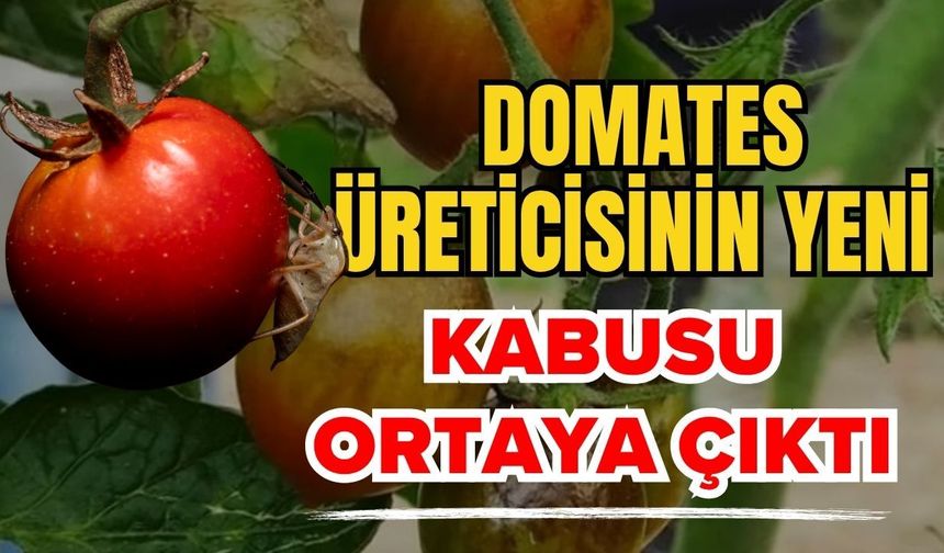 Domates üreticisinin yeni kabusu ortaya çıktı! Spotted ve Patates Y virüsü nedir?