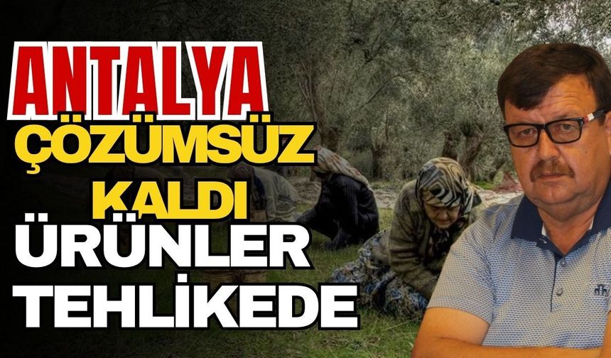 Fiyatlar işçi yevmiyesini bile kurtarmıyor! Antalya çözümsüz kaldı ürünler tehlikede