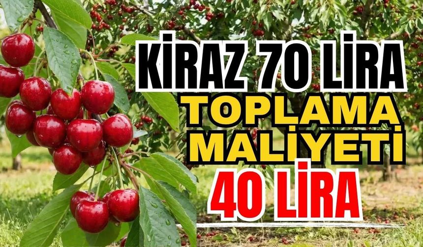 Kiraz 70 lira, toplama maliyeti 40 lira
