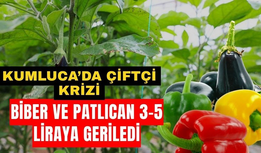 Kumluca’da çiftçi krizi! Biber ve Patlıcan 3-5 liraya geriledi