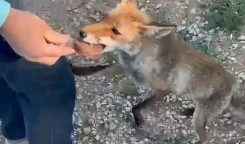 Tilkiyle dostluk kameraya yansıdı