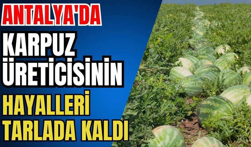 Antalya'da karpuz üreticisinin hayalleri tarlada kaldı