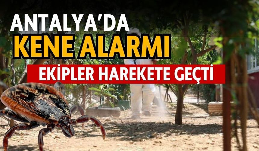 Antalya’da kene alarmı! Ekipler harekete geçti