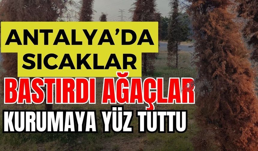Antalya’da sıcaklar bastırdı ağaçlar kurumaya yüz tuttu