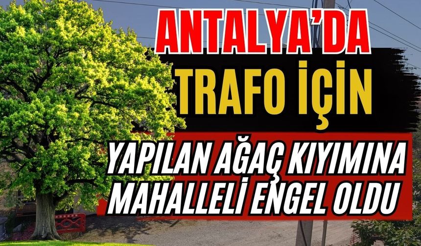 Antalya’da trafo için yapılan ağaç kıyımına mahalleli engel oldu