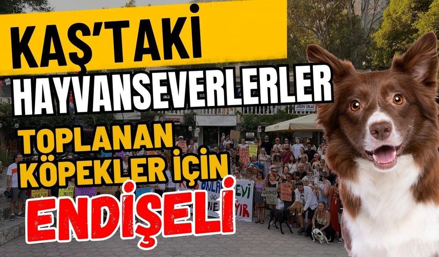 Kaş’taki hayvanseverlerler toplanan köpekler için endişeli
