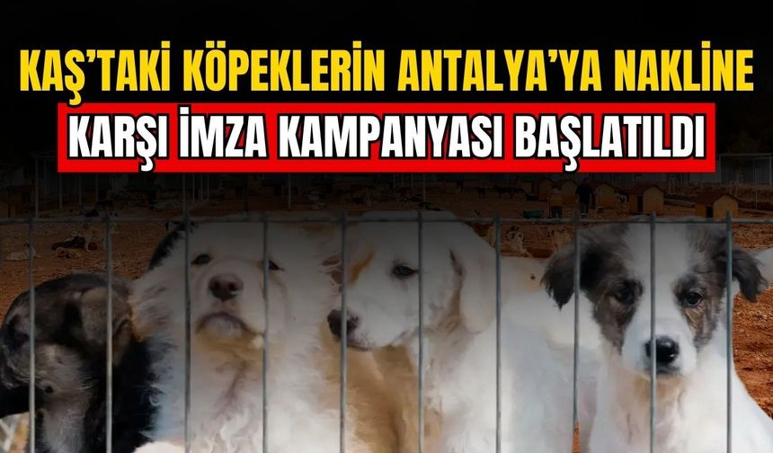 Kaş’taki köpeklerin Antalya’ya nakline karşı imza kampanyası başlatıldı
