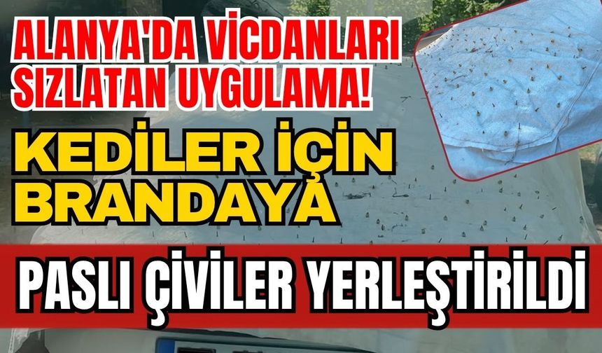 Alanya'da vicdanları sızlatan uygulama! Kediler için brandaya paslı çiviler yerleştirildi
