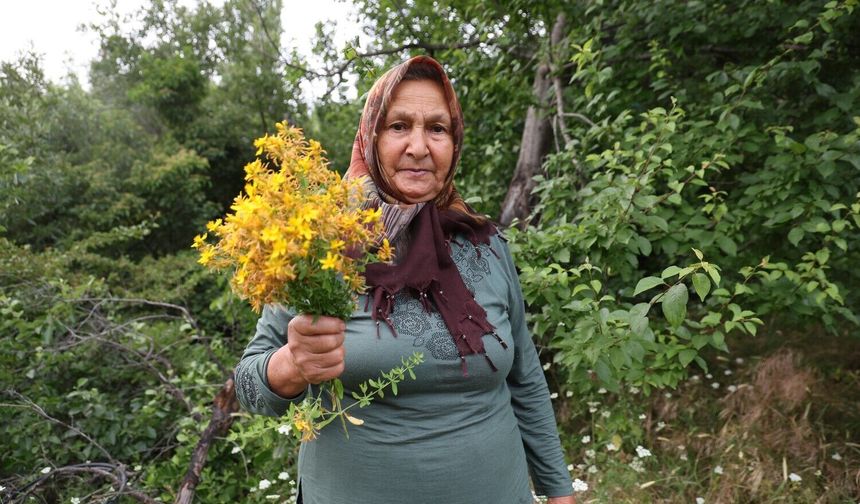Sarı kantaron ve kekik geleneksel yöntemlerle şifa kaynağına dönüşüyor