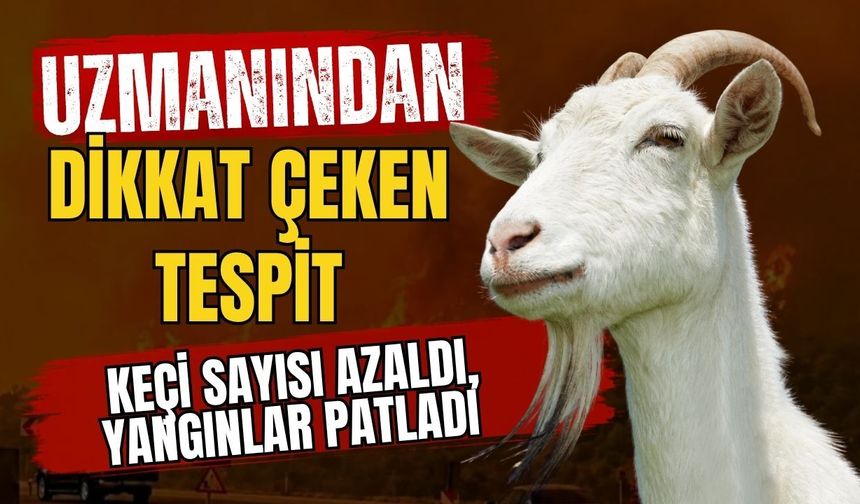 Uzmanından dikkat çeken tespit! Keçi sayısı azaldı, yangınlar patladı