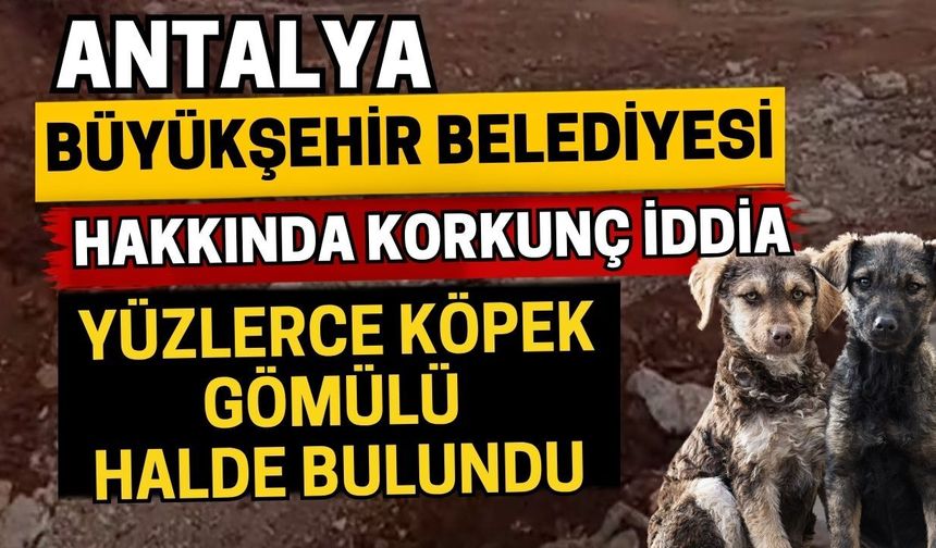 Antalya Büyükşehir Belediyesi hakkında korkunç iddia! Yüzlerce köpek gömülü halde bulundu