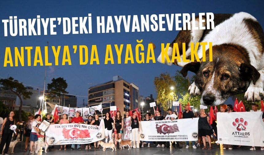 Hayvanseverler Antalya'da ayağa kalktı