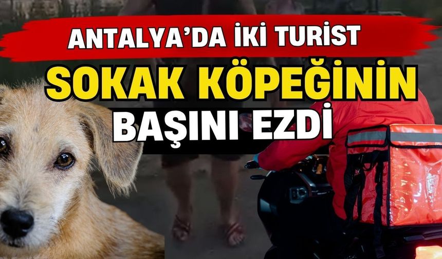 Antalya’da iki turist sokak köpeğinin başını ezdi