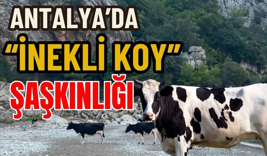 Antalya’da “inekli koy” şaşkınlığı