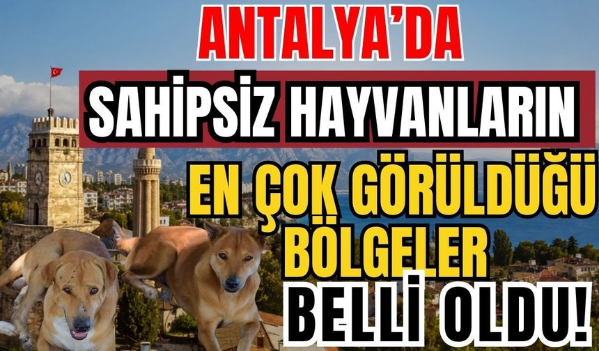 Antalya’da sahipsiz hayvanların en çok görüldüğü bölgeler belli oldu