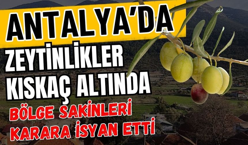 Antalya’da zeytinlikler kıskaç altında! Bölge sakinleri karara isyan etti