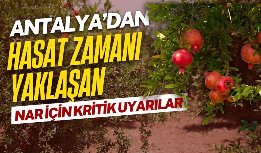 Antalya’dan hasat zamanı yaklaşan nar için kritik uyarılar