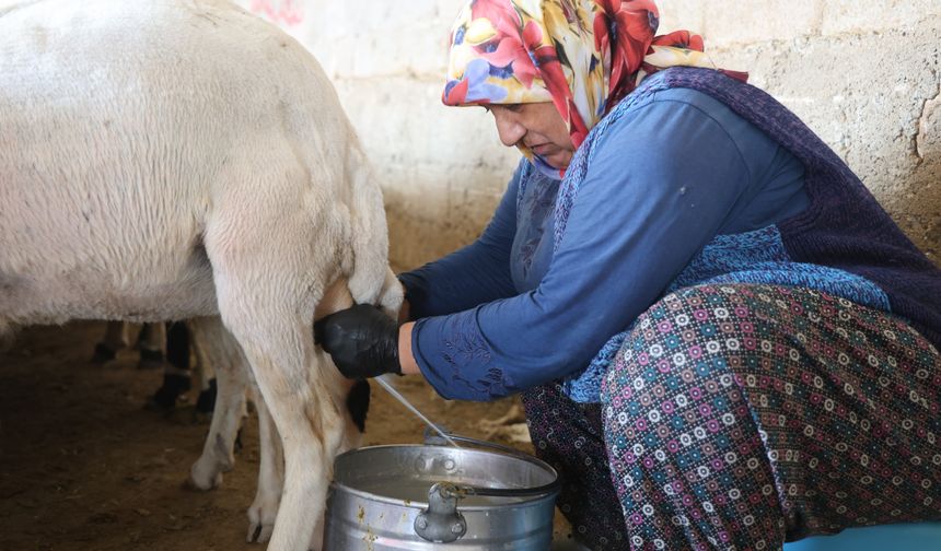 Elle sağılan süt, kadınların emeğiyle geçim kaynağına dönüşüyor