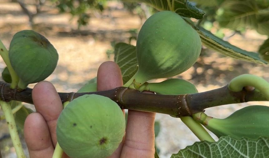 Yağmur, dolu ve sıcaklık siyah incirde rekolte kaybına neden oldu
