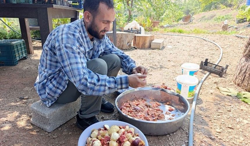 Kozan'da incir hasadı başladı
