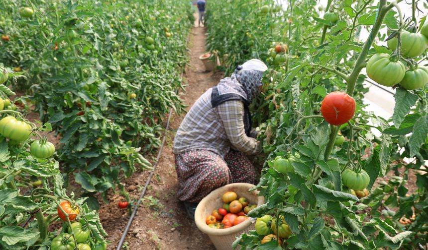 Baba-kız bin 500 rakımda sera kurup domates yetiştirmeye başladılar