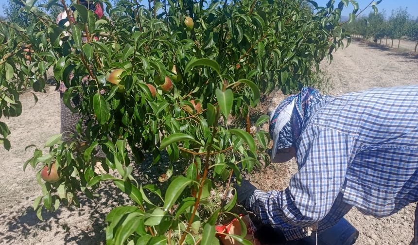 Kadınlar meyve bahçelerinde geleceği şekillendiriyor