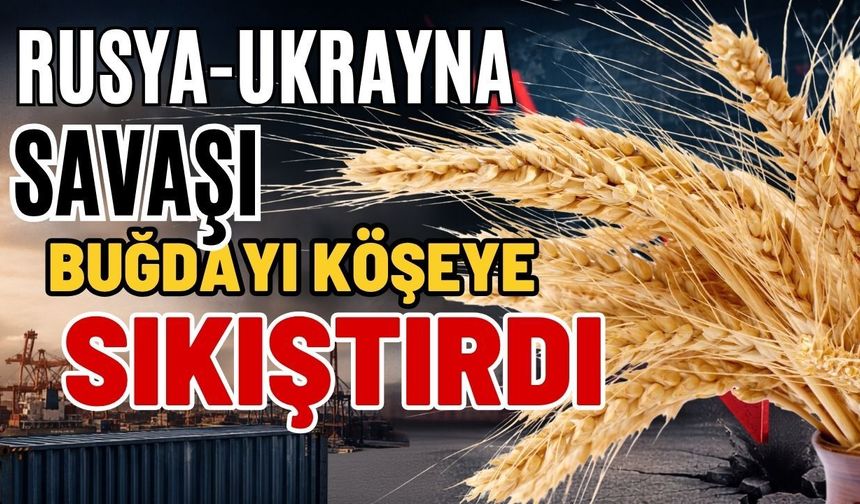 Rusya-Ukrayna savaşı buğdayı köşeye sıkıştırdı