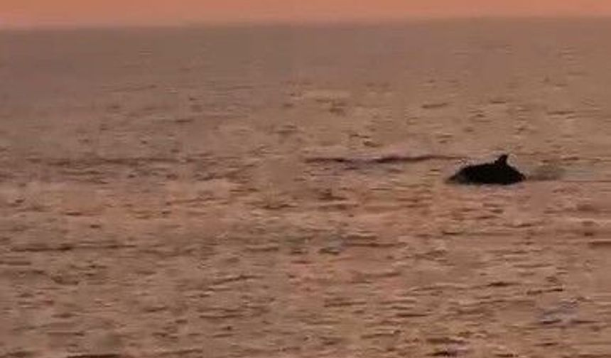 Alanya açıklarında yunusların şovu turistleri mest etti