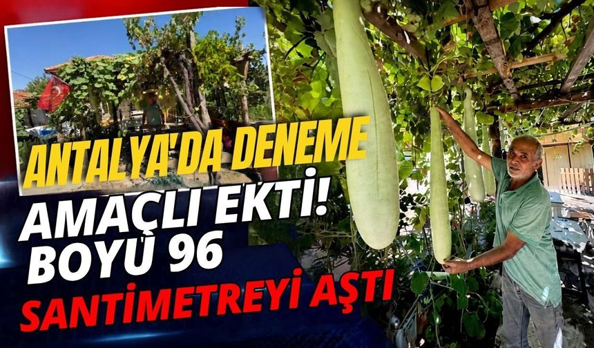 Antalya'da deneme amaçlı ekti! Boyu 96 santimetreyi aştı