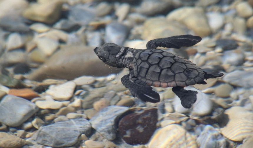 214 Yavru caretta denizle buluştu